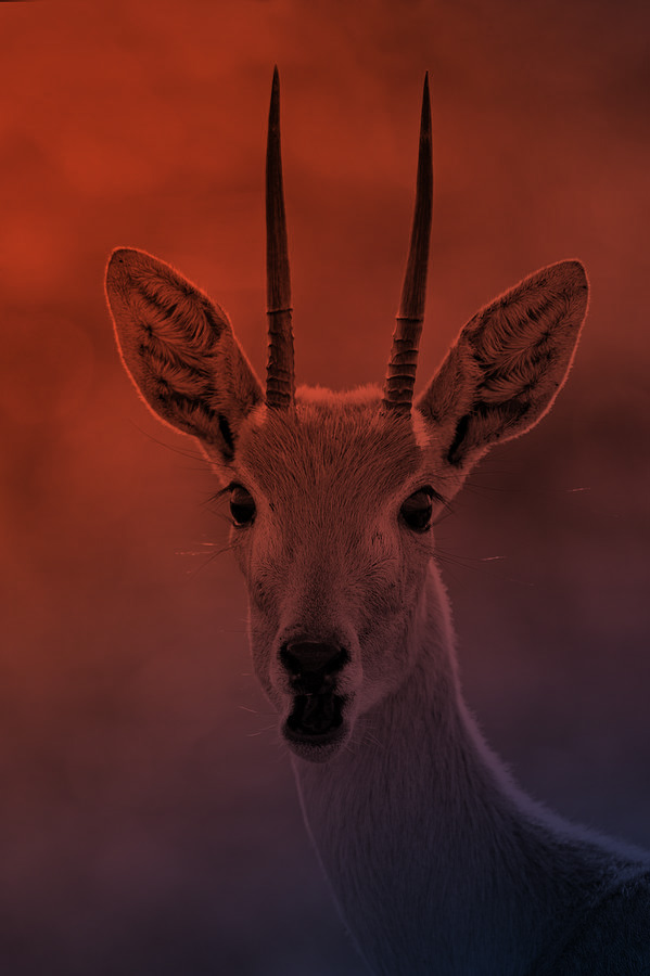 Oribi Capital Partners